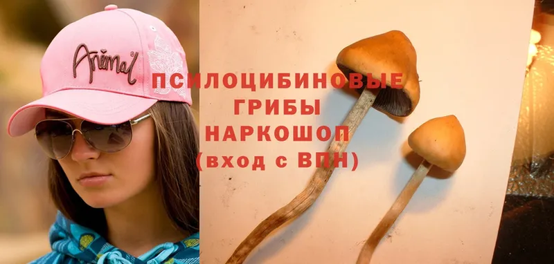 Галлюциногенные грибы Psilocybine cubensis  blacksprut   Кулебаки  продажа наркотиков 